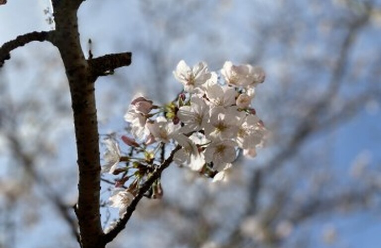 2021桜　那珂川